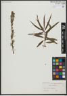 Foto von Salix viminalis L.